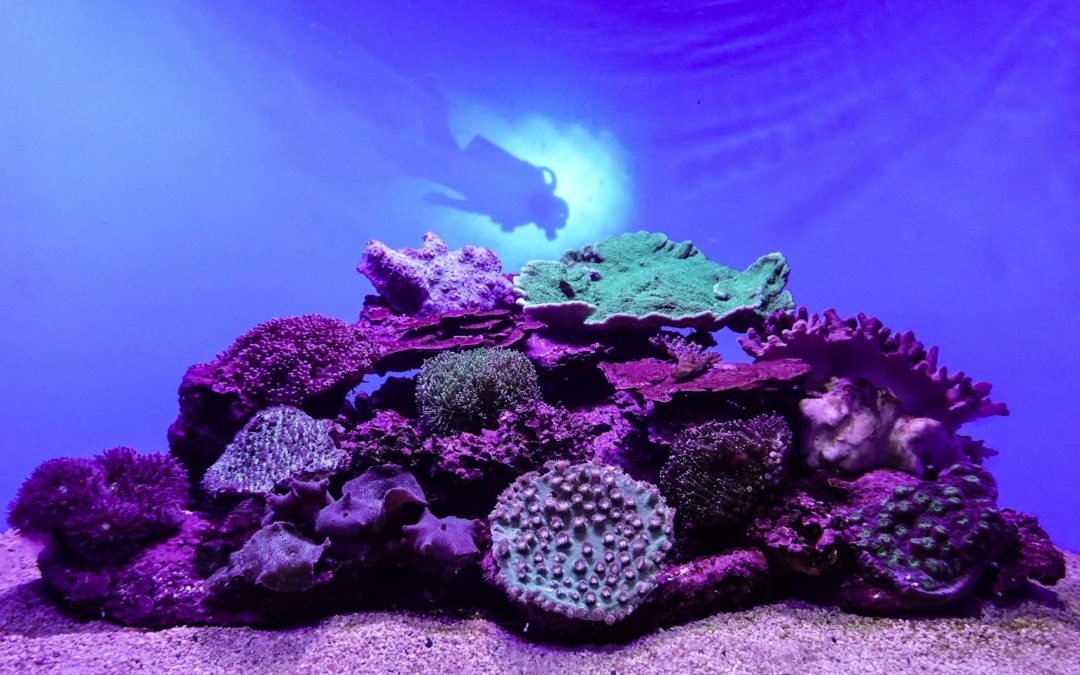 Plongée et snorkeling : Exploration des trésors sous-marins de l’Île Maurice